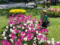 Tulip Festival in Morges  Everyone goes to Morges to see the tulips